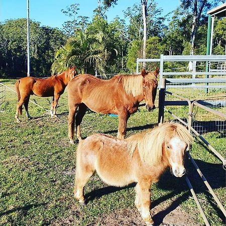 Cabin Country Retreat Paskins Farm Palmwoods Exterior foto